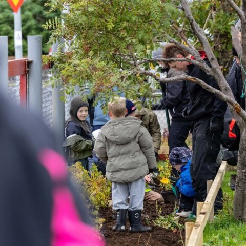 Gróðursetning í leikskólalóð