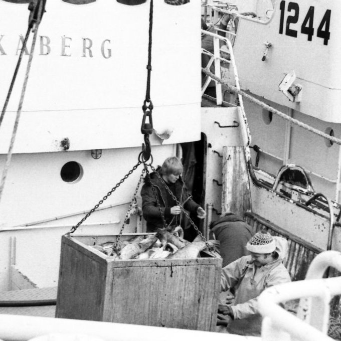 Landað upp úr Haukaberginu; Pétur Kristinn Elisson er á lúgunni og Agnar Jónasson við annan mann að steina niður. Myndin er tekin í maí árið 1981.