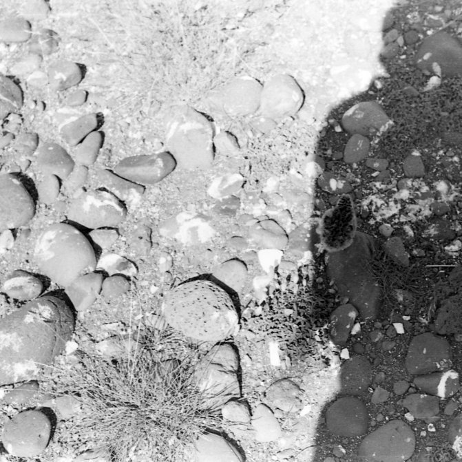 Skemmtileg skuggamynd af Bæring þar sem hann er að taka mynd af unga í hreiðri en Bæring var mikill dýravinur.