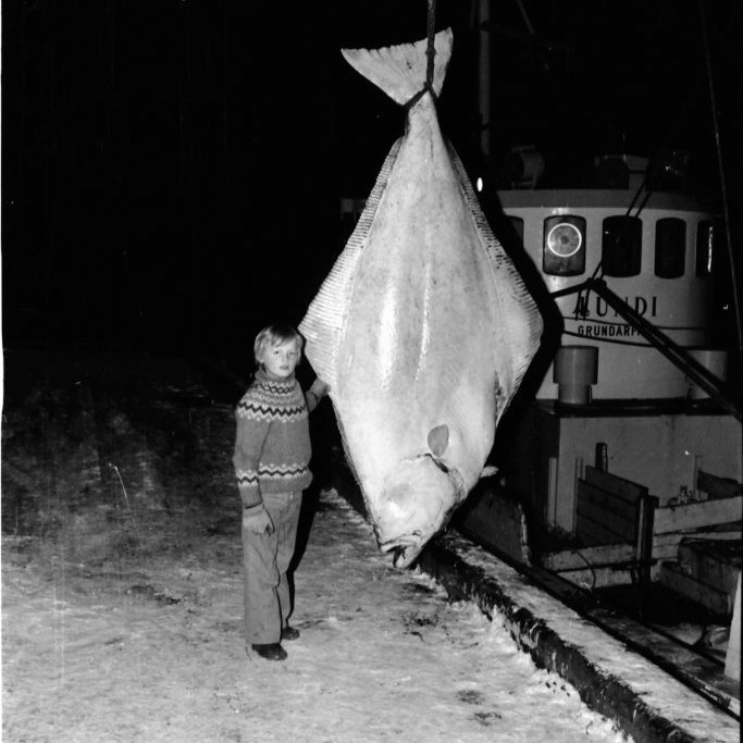 Lúðu landað úr Lunda SH-1.  Drengurinn á myndinni er líklega Jón Bjarni Þorvarðarson.