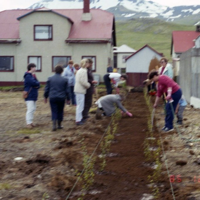 Kvenfélagið Gleym mér ei gróðursetur tré í Þríhyrningnum