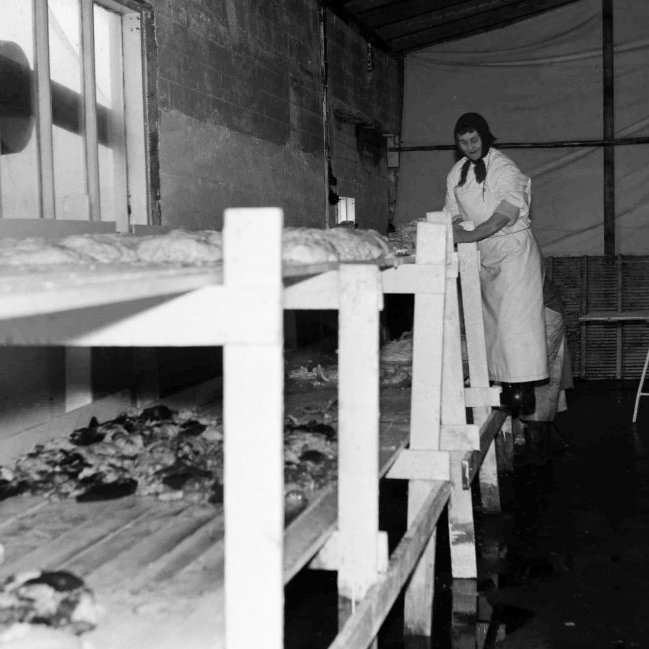 Þessi mynd er frá þeim tíma sem var verið að verka kindur í fiskvinnslu Soffaníasar. Þarna er Guðrún Árnadóttir frá Hópi líklega að vinna við að salta afurðirnar, okkur vantar einnig upplýsingar um hvað er verið að gera á þessari mynd.