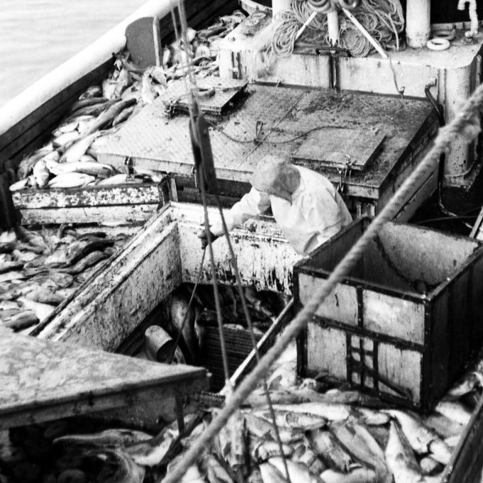 Góður afli á netavertíð, hér er verið að landa upp úr Grundfirðing II þónokkuð mörgum tonnum af vænum þorsk. Þarna eru notuð síló við löndunina, fiskurinn hífður upp úr lestinni og á vörubílspall, vigtaður á hafnarvoginni og síðan sturtað inn í móttöku fiskvinnslunnar, þónokkurt ferðalag áður en fiskurinn kemst í vinnsluferli.