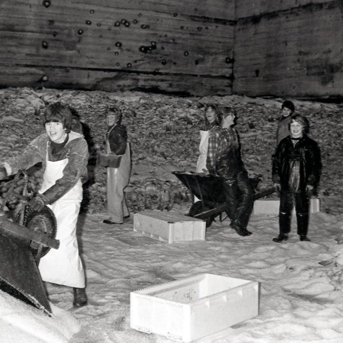 Þessi mynd er tekin í saltfiskvinnslu í nýbyggingunni hjá Soffaníasi (Síberíu). Það er greinilega gaman í satfisk og skemmta ungu verkamennirnir sér vel í vinnunni. Talið frá vinstri Valdimar Sigurðsson, Ægir Már Elisson, Sigrún Þórólfsdóttir, vantar nafn, Kári Arnórsson, Sævar Gíslason, okkur vantar nöfn þeirra sem eru lengst til hægri.