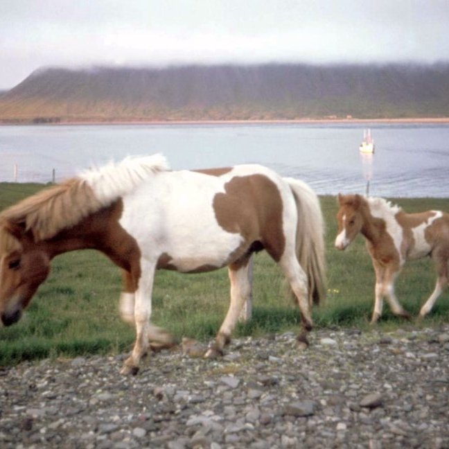 Þessi skemmtilega mynd er af hryssunni Skjónu frá Hömrum ásamt folaldi sínu sem varð síðar reiðhestur Hlyns Harðarsonar frá Hömrum og væri gaman að fá nafn folaldsins. Skjóna hélt sig mikið úti í plássi eins og þeir framsveitarmenn kalla Grundarfjörð (heimild Hallur Pálsson), hún var sem sagt tíður gestur í plássinu og át allt sem ætilegt var í ruslatunnum bæjarins og dreifði hinu út um allt, festist þá nafnið Ruslatunnuskjóna við hana blessaða. Það var mikið sport hjá krökkunum að búa til bandbeisli og setja við Skjónu, fara síðan á bak og vita hver gæti tollað lengst á baki. Líkleg muna margir enn í dag eftir Skjónu.