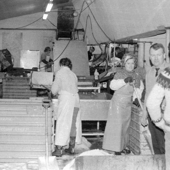 Þessi mynd er tekin í fiskvinslu Soffaníasar Cecilssonar þar sem Elsa vann í nokkur ár. Elsa gekk í öll störf og leysti þau vel að hendi eins og allt sem hún tók sér fyrir hendur. Talið frá vintri Ingibjörg Hansdóttir, Kristberg Jónsson, Cecelía Kristjánsdóttir, Ingólfur Þórarinnsson, Elsa Fanney Pétursdóttir, Aðalsteinn Friðfinnsson verkstjóri og Hannes Friðsteinsson.