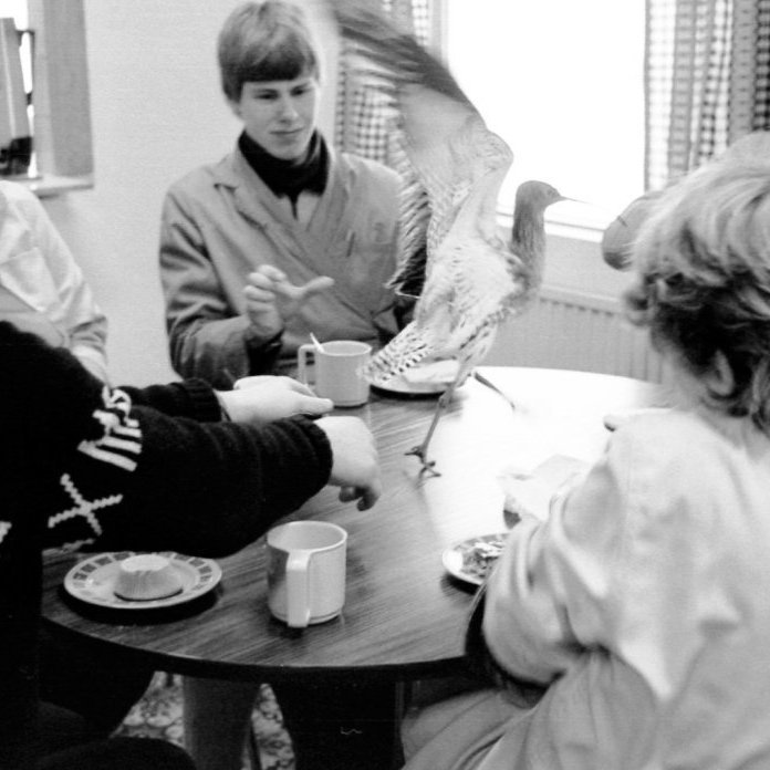 Mynd tekin í kaffistofunni hjá Soffaníasi, tekinn fugladans á kaffiborðinu við litla hrifningu starfsfólks. Getur verið að fuglinn sé Jaðrakan. Á myndinni má þekkja frá vinstri Ómar Örn Grímsson, Gunnar og Aðalstein Böðvarsson.