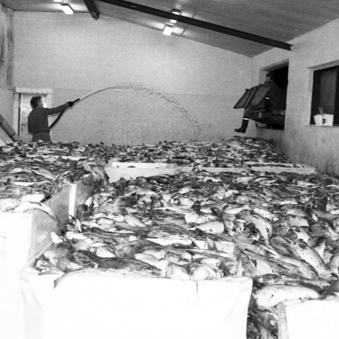 Hér er mokafli á vertíð í kring um árið 1970. Guðbjartur Cecilsson er í móttökunni að taka á móti fisk sem sturtað er af vörubílspalli inn um lúgu.