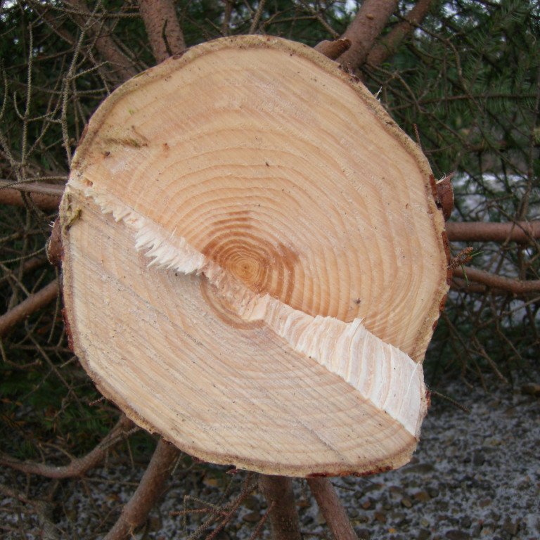 Árshringir torgtrés 2012 sem var gróðursett 1987.