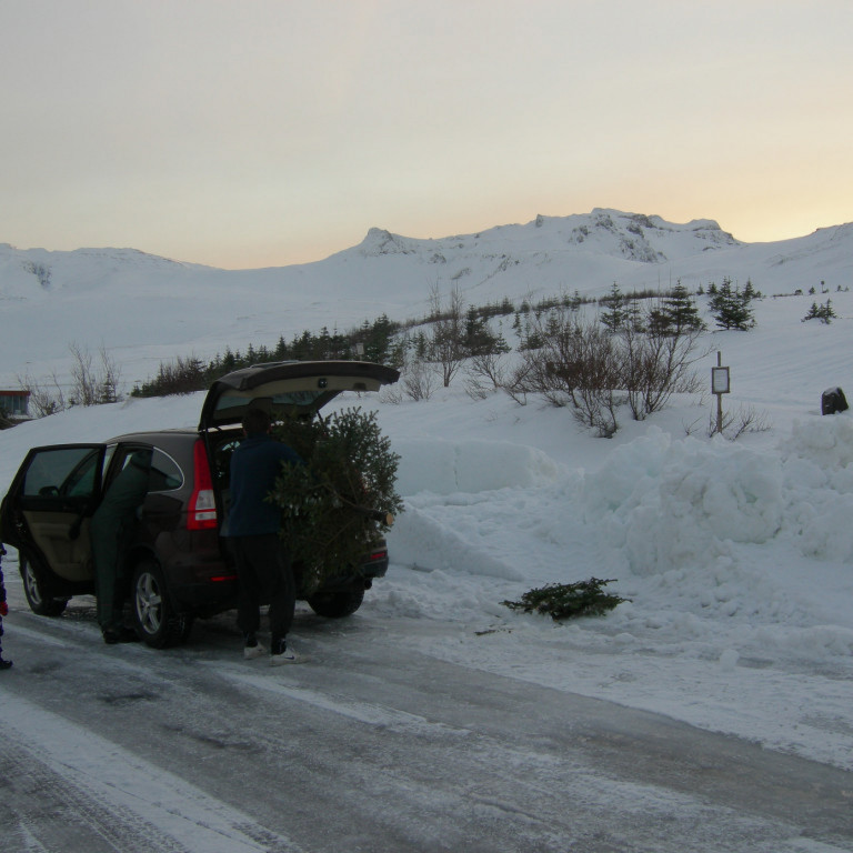 Skógræktarfélagið selur jólatré úr Brekkuskógi.