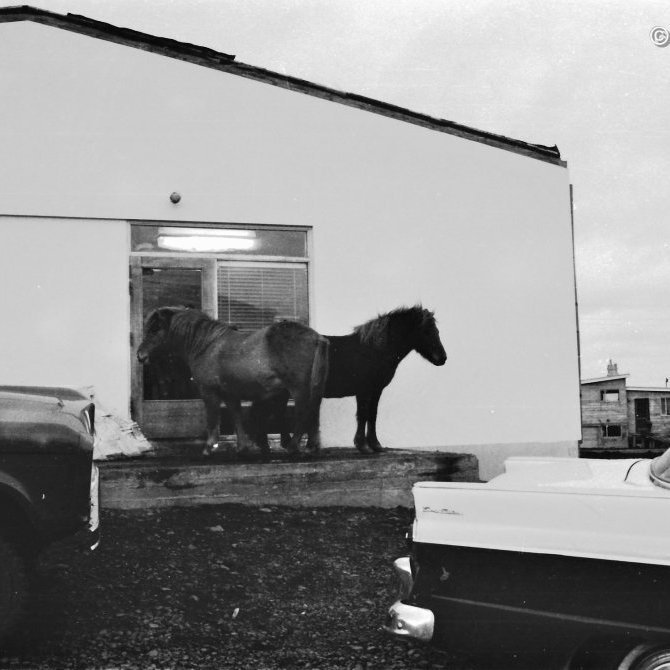 Lausaganga búfjár var vandamál fram eftir 20. öldinni og jafnvel lengur.