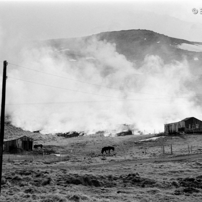 Sinueldar við útihúsin ofan við Borgarholt.