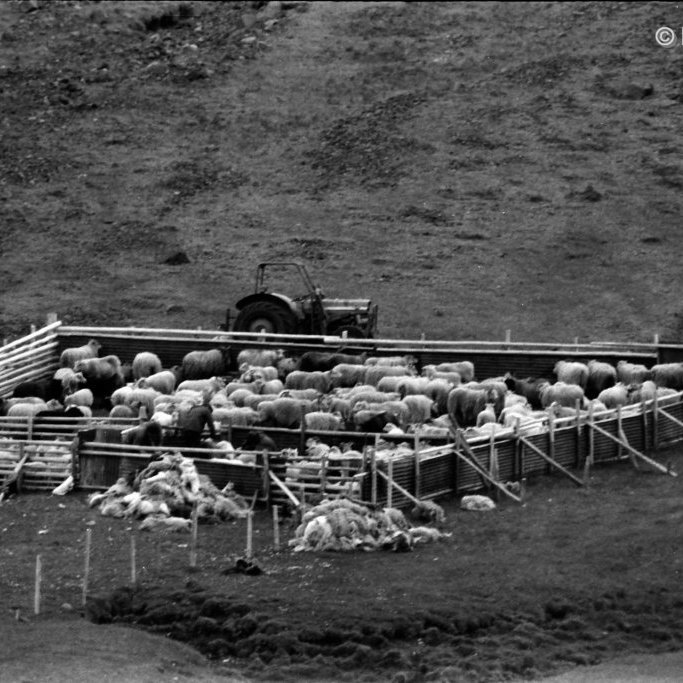 Sumarrúningur í Eyrarbotni.