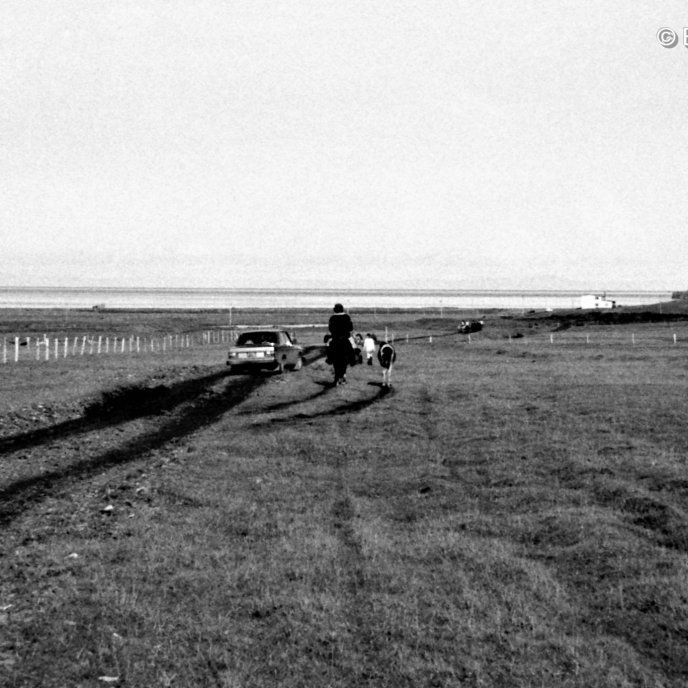 Gengið heim frá réttum með fé heimt af fjalli.