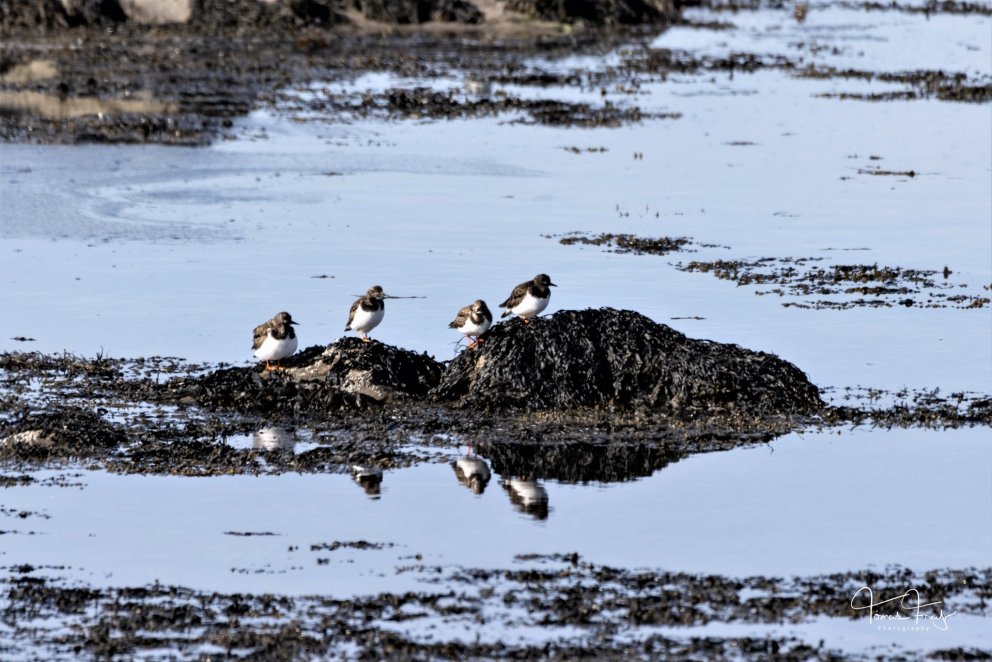 Mynd: Tómas Freyr Kristjánsson