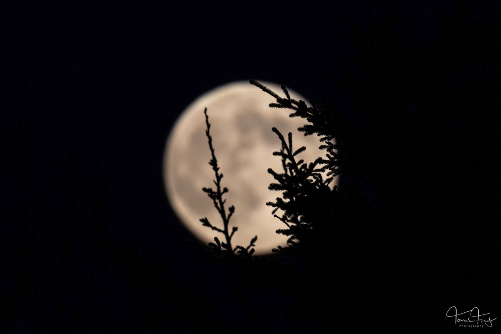 Félags- og skólaþjónusta Snæfellinga