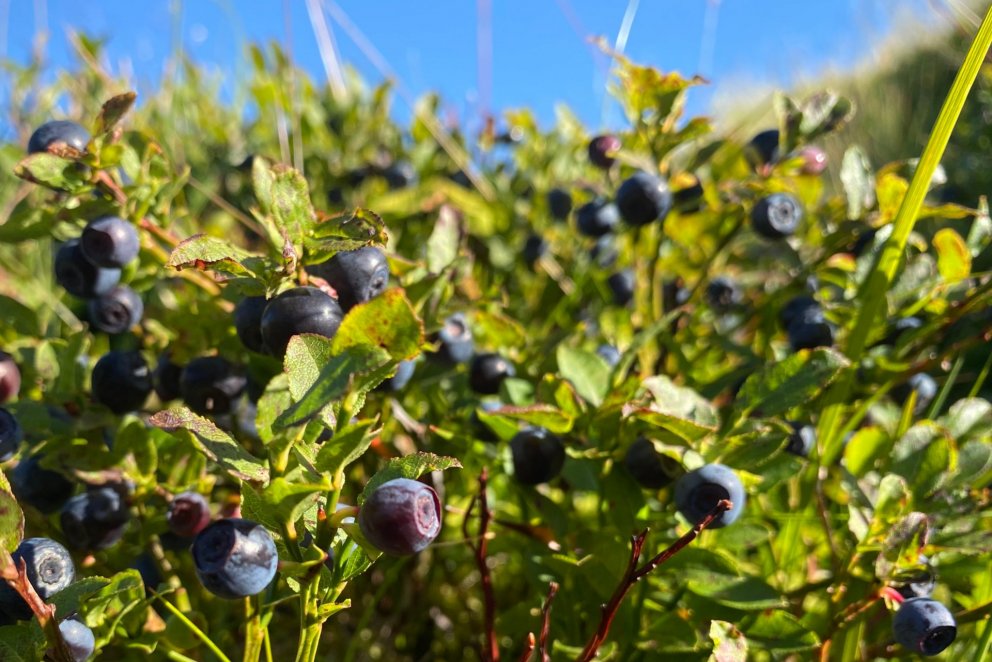 Spjallarinn fimmtudagskvöld 20. ágúst