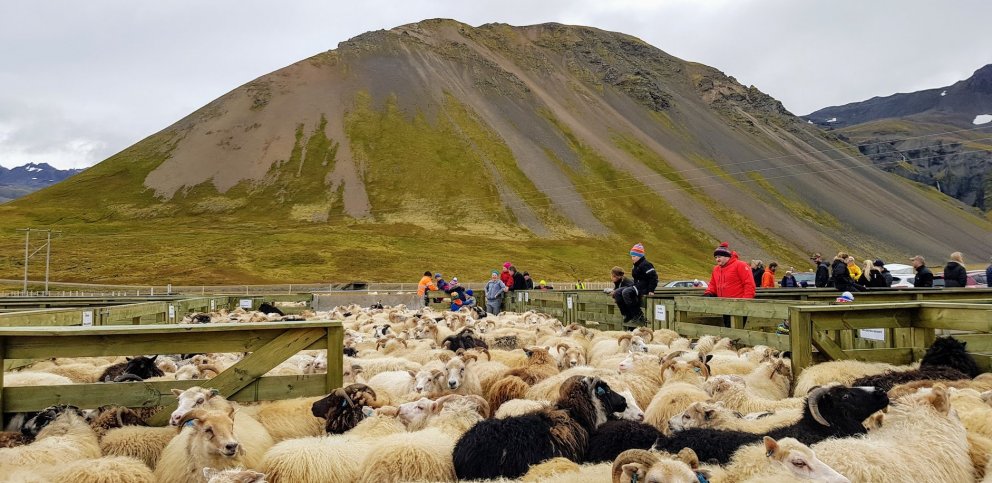 Frá Hrafnkelsstaðarétt, september 2018.