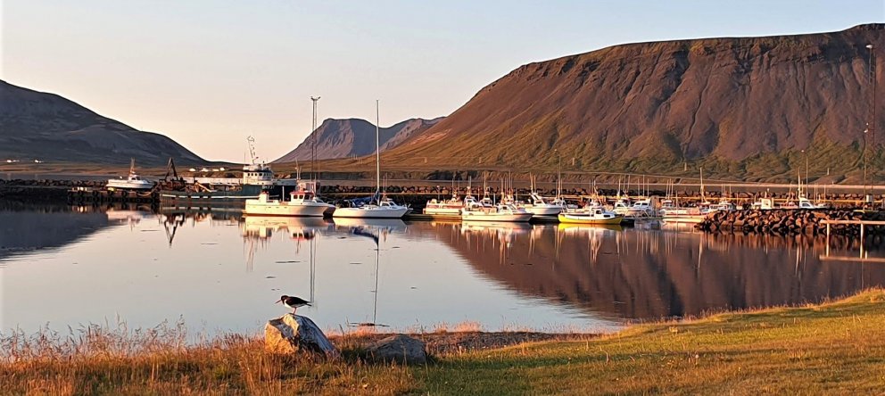 Hugsað til vorsins (smellið á myndina til að stækka hana).