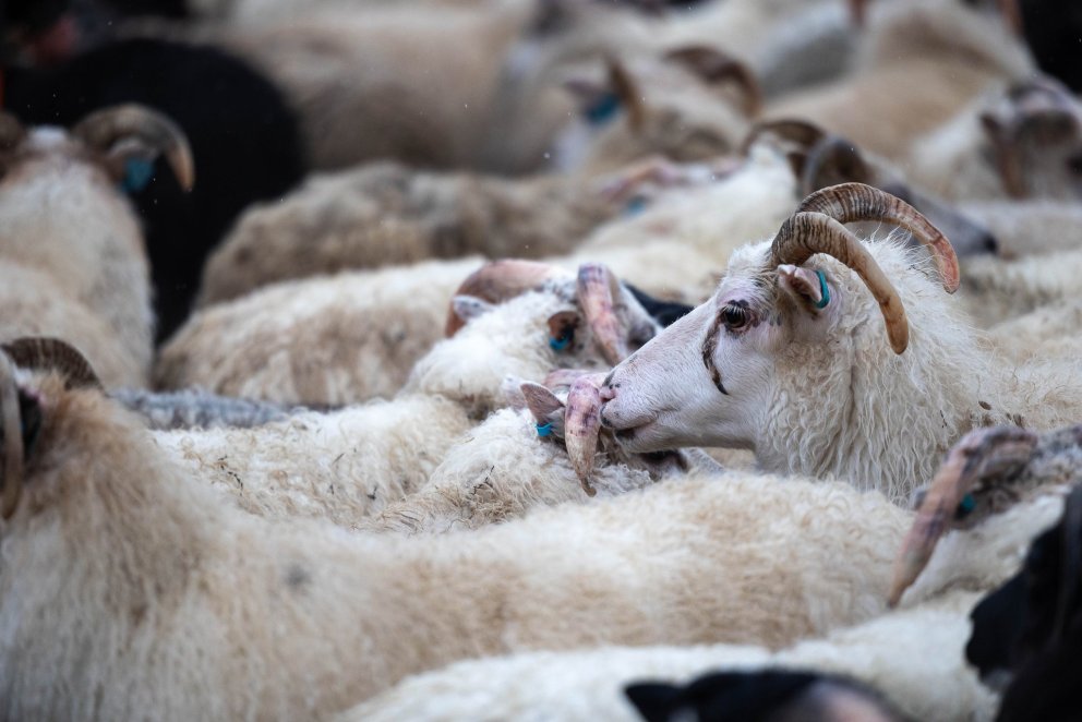 Mynd: Tómas Freyr Kristjánsson