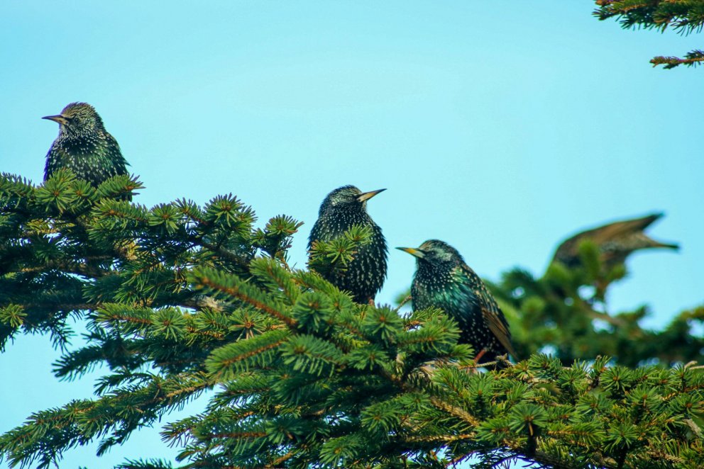 Börn ársins 2021 / Dzieci urodzone w roku 2021