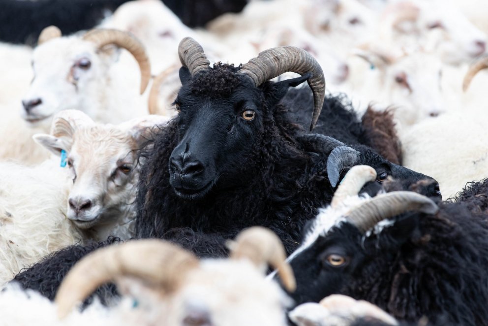 Göngur og réttir í Grundarfirði haustið 2020