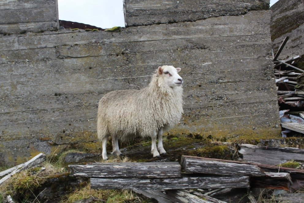 Mynd úr ljósmyndasamkeppni Grundarfjarðarbæjar 2019
Ljósmyndari: Alexander F. Ágústsson