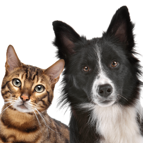 Hunda- og kattahreinsun