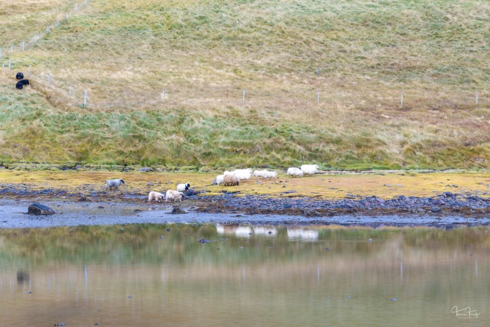 Mynd: Tómas Freyr Kristjánsson