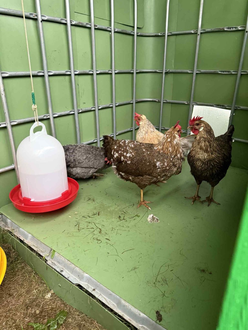 Hænur á Leikskólanum Sólvöllum