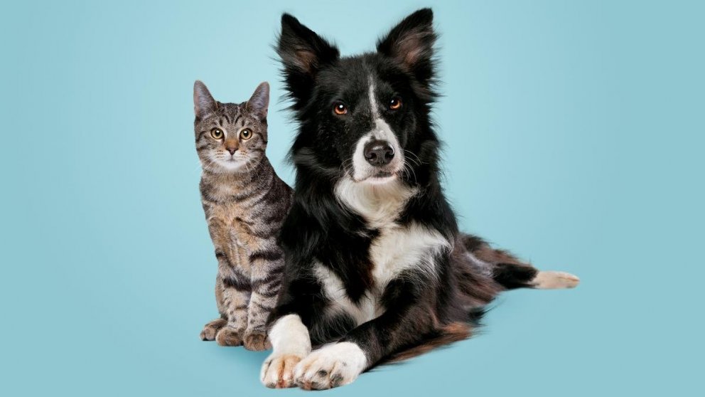 Hunda- og kattahreinsun