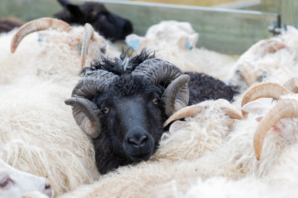 Göngur og réttir í Grundarfirði haustið 2021