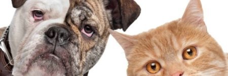 Hunda- og kattahreinsun