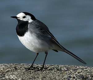 Mynd af vefnum fuglavernd.is