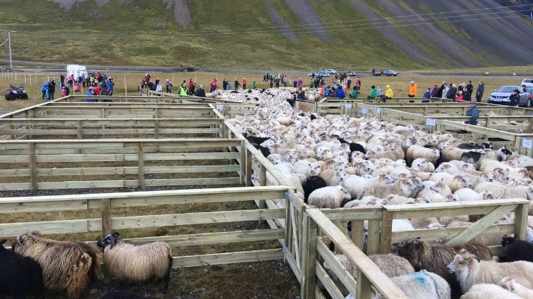 Göngur og réttir 2018