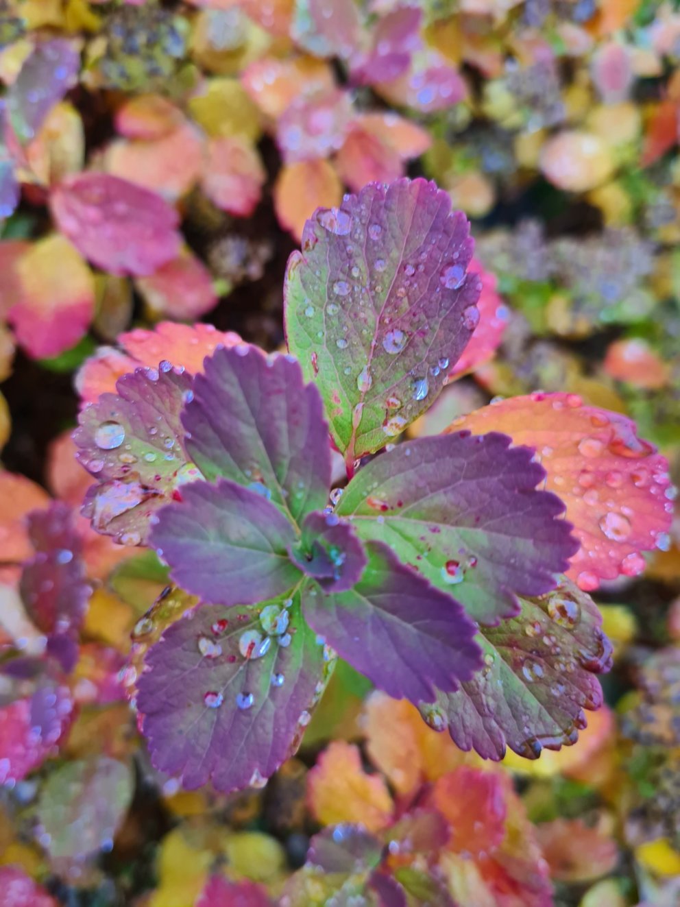 Mynd: Sverrir Karlsson - úr ljósmyndasamkeppni Grundarfjarðarbæjar 2022